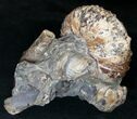 Hoploscaphites Ammonite With Baculites - Montana #16970-2